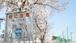 豊川市諏訪町「桜トンネル」